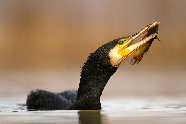 Lajos Nagy - Cormorant-fishing-03